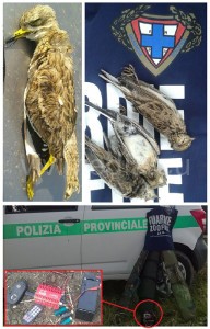 bracconaggio-occhione-ucciso-salerno-ottobre-2015-vivimedia